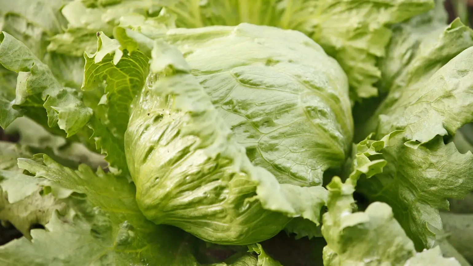 Frischer grüner Kopfsalat mit knackigen Blättern