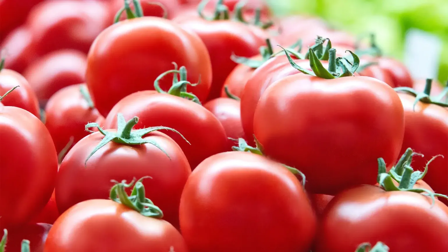 Frische rote Tomaten mit grünem Stielansatz in Nahaufnahme