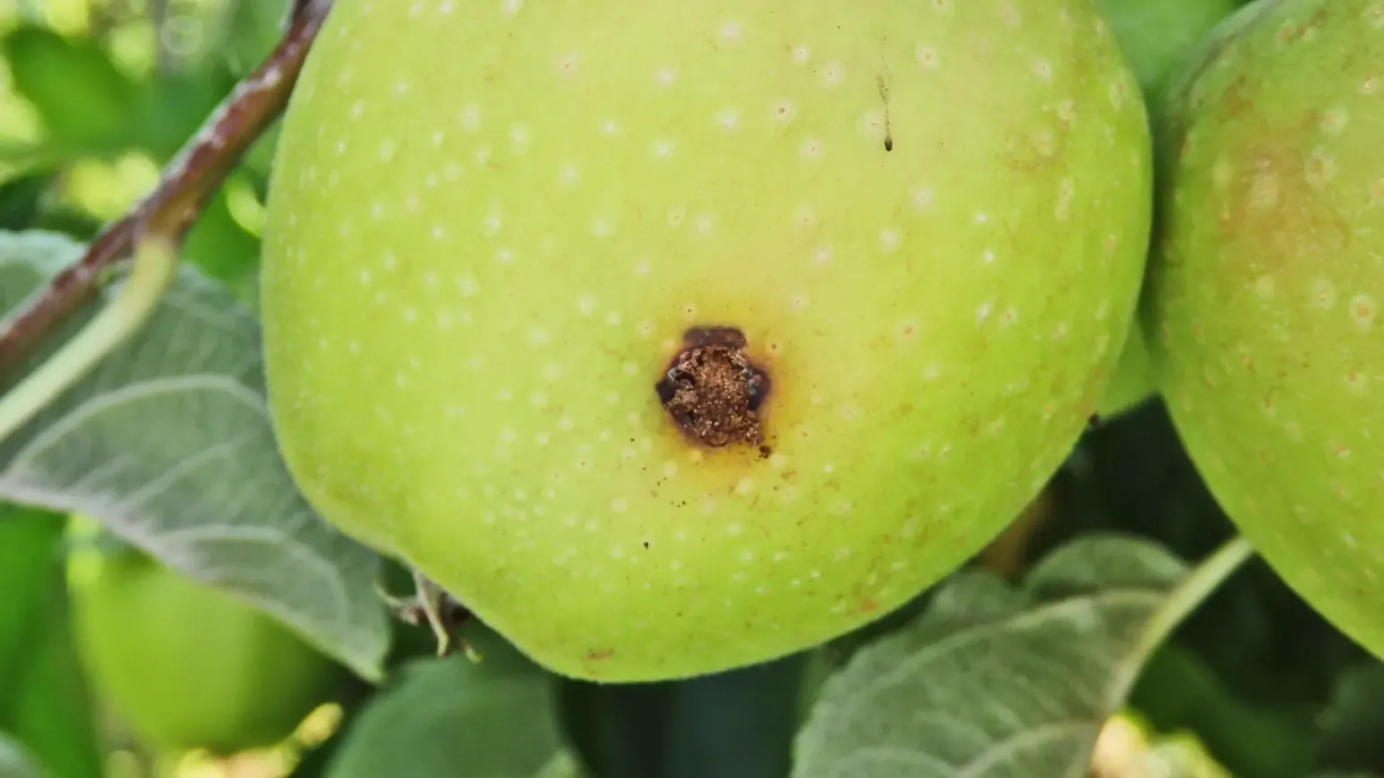 Grüner Apfel mit Bohrloch und Kotkrümeln, verursacht durch den Apfelwickler (Cydia pomonella)