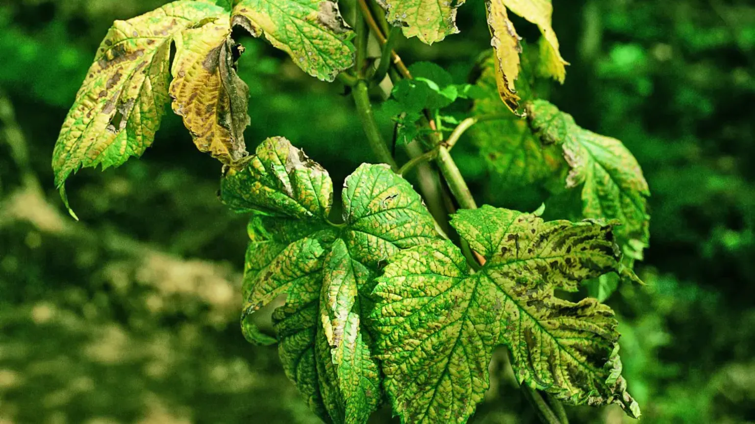Hopfenblätter mit gelblichen Flecken und welken Rändern, Anzeichen von Falschem Mehltau (Peronospora humuli)
