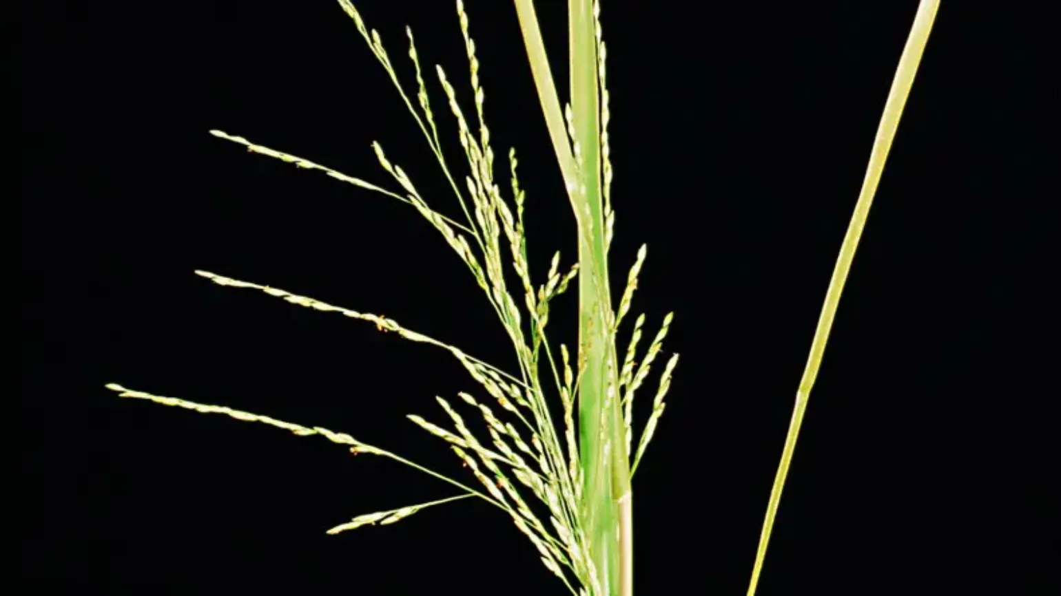Gabelblütige Hirse