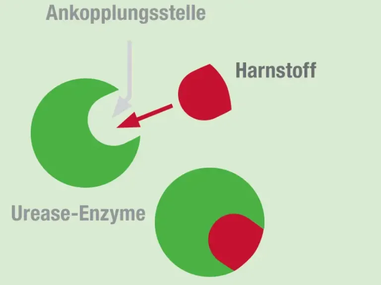 Mechanismus ohne Urease-Inhibitor