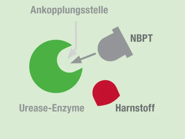 Urease-Inhibitor mit einem Wirkstoff 