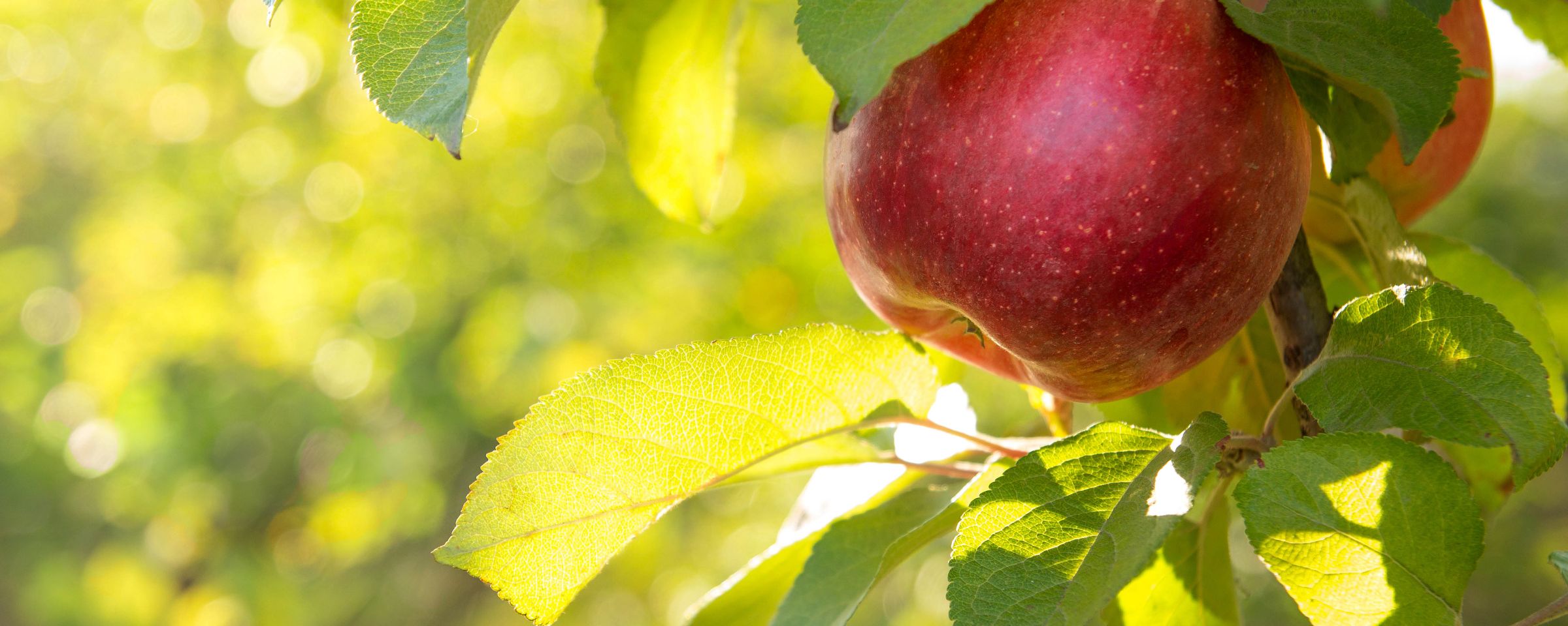 Obst BASF Agricultural Solutions Deutschland