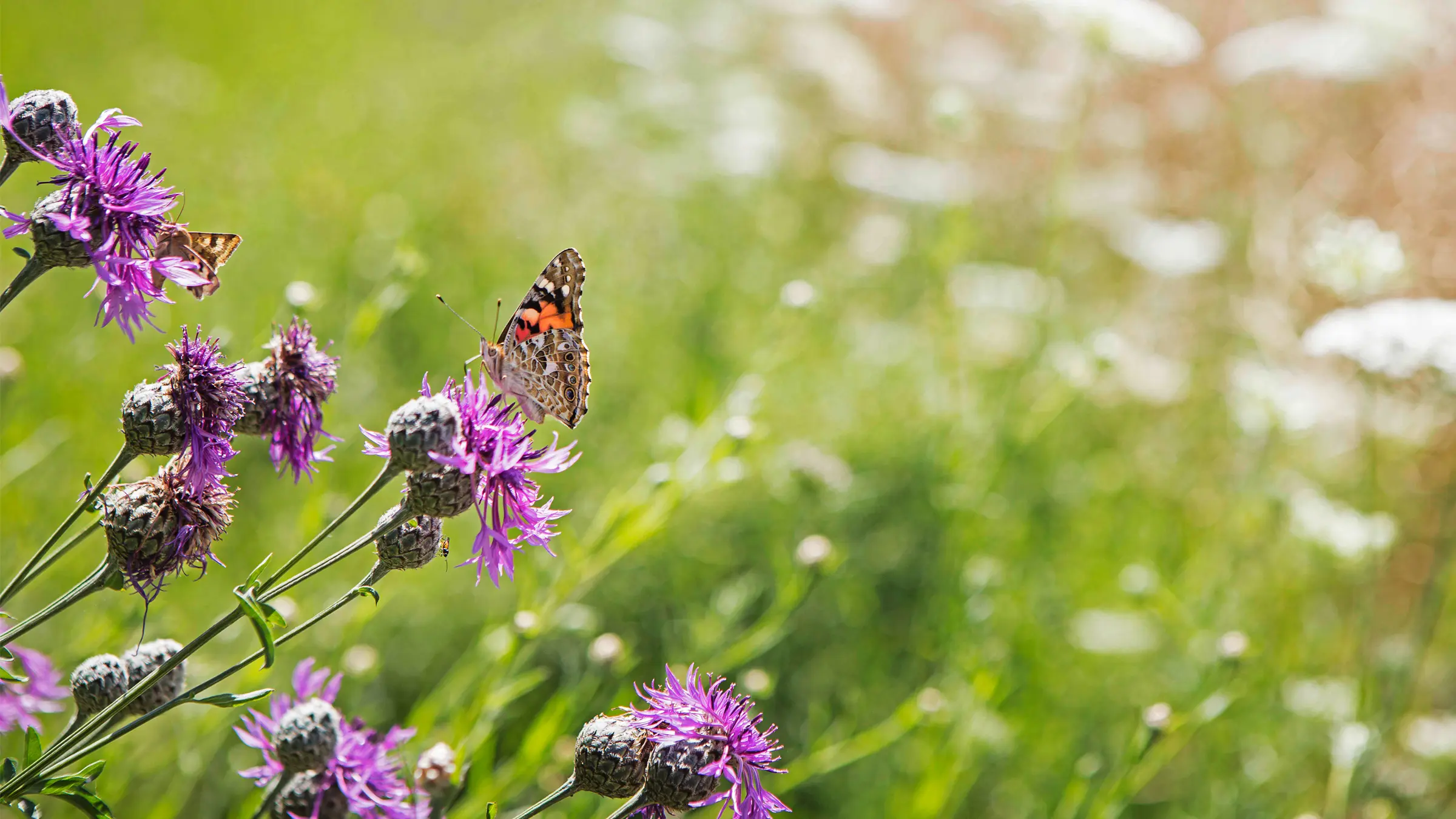 biodiversitaet-nachhaltigkeit