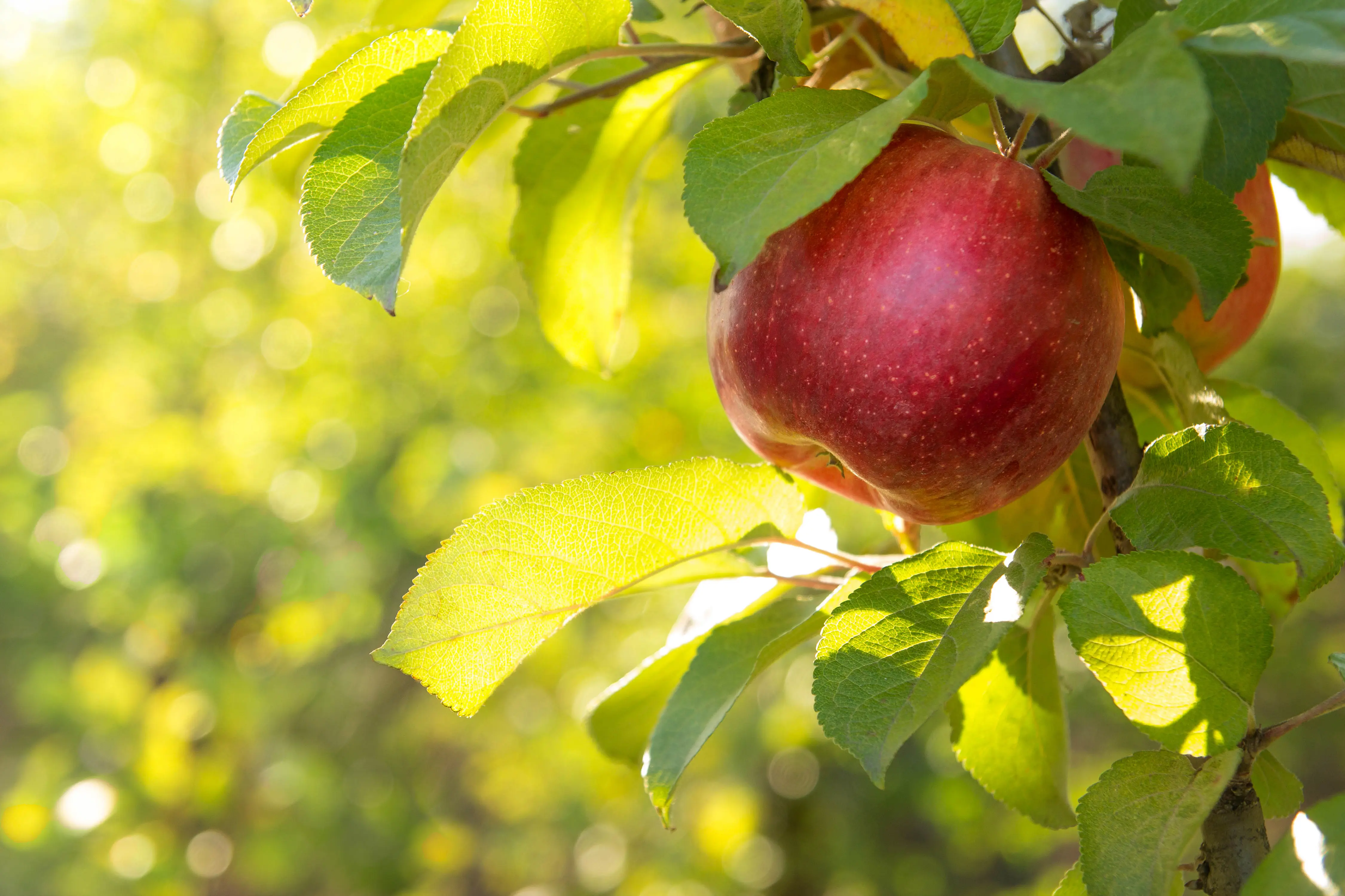 Obstbaum