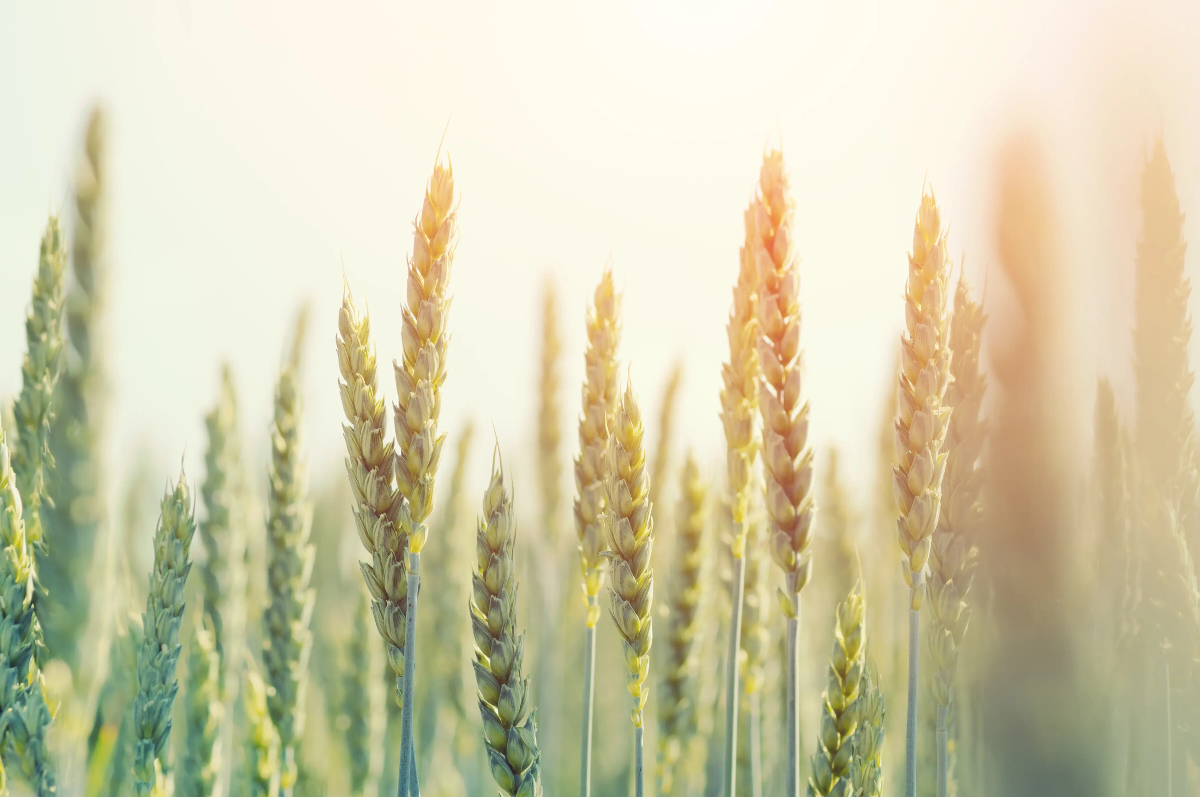 pressekonferenz-termin-webp-DE