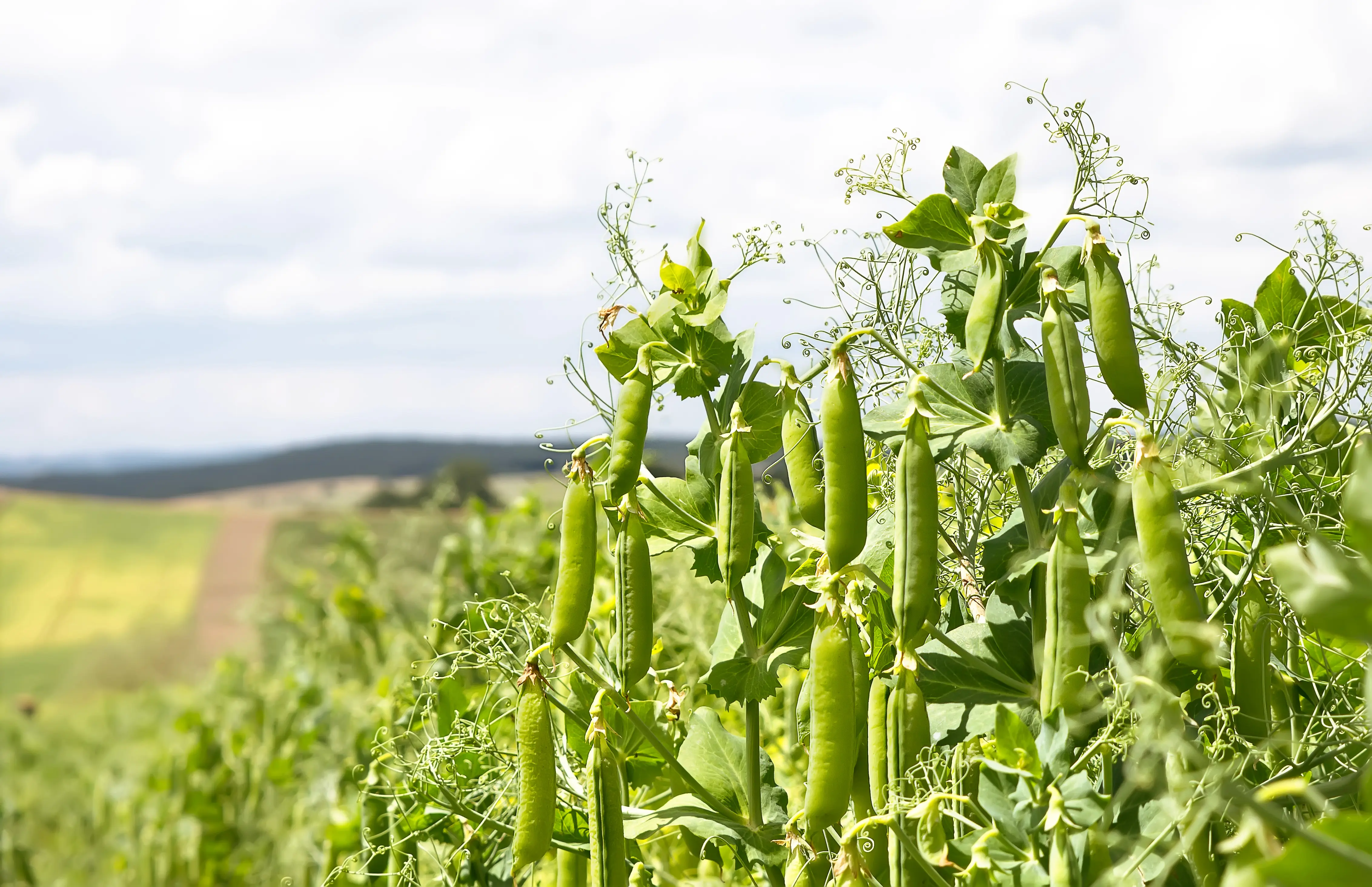 Leguminosen auf einem Feld.