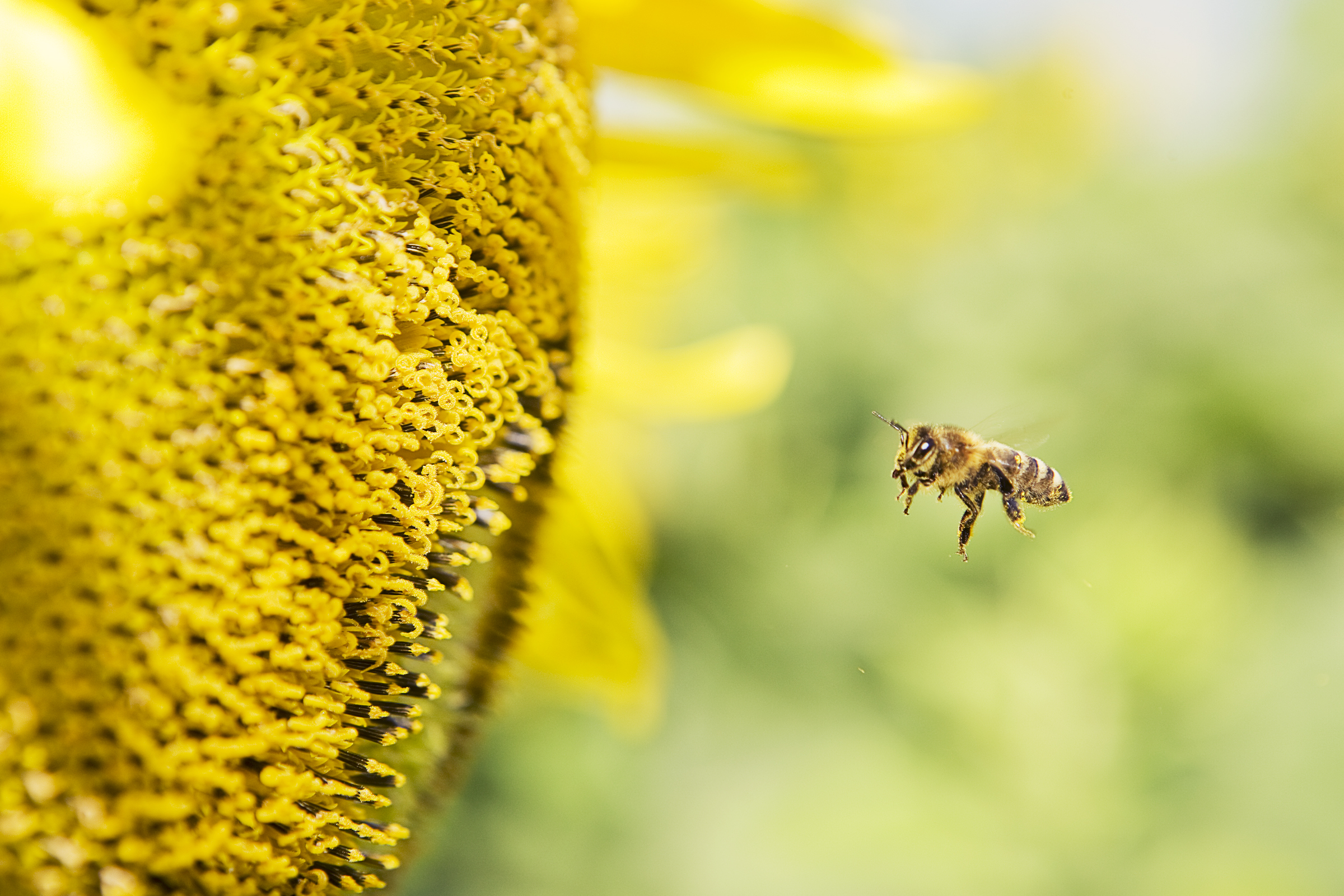 Honigbiene und Bienenschutz von BASF Agricultural Solutions Deutschland.